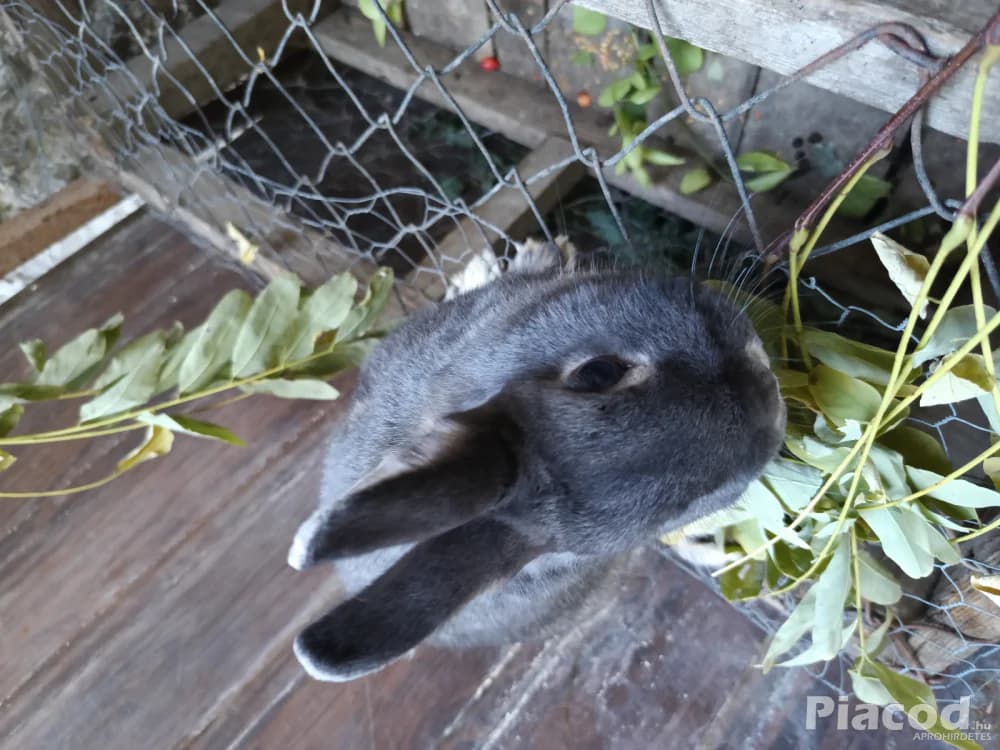 Színes törpenyúl - Kép 3