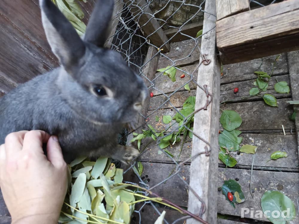 Színes törpenyúl - Kép 2