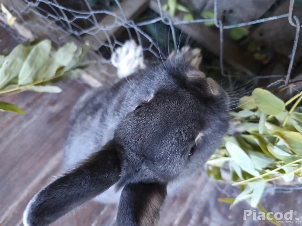 Színes törpenyúl - Kép 5