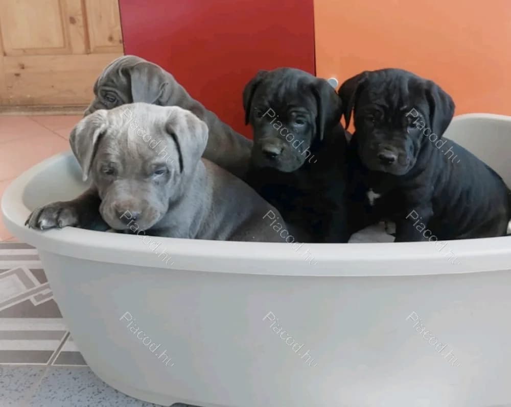 Cane Corso kölykök eladók – Böhönye (Somogy megye)