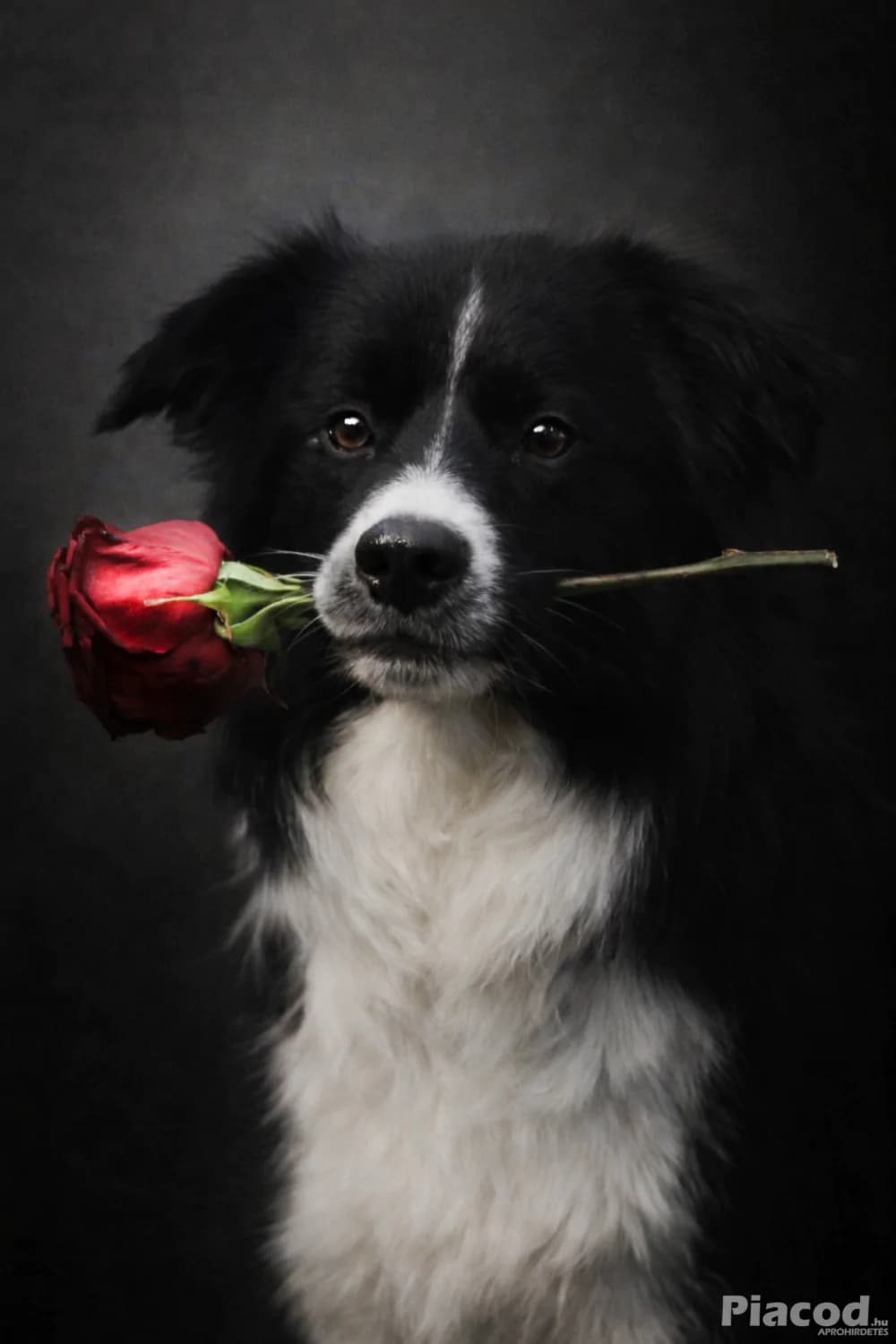 Border collie kan fedez - Állat, Növény - Veszprém
