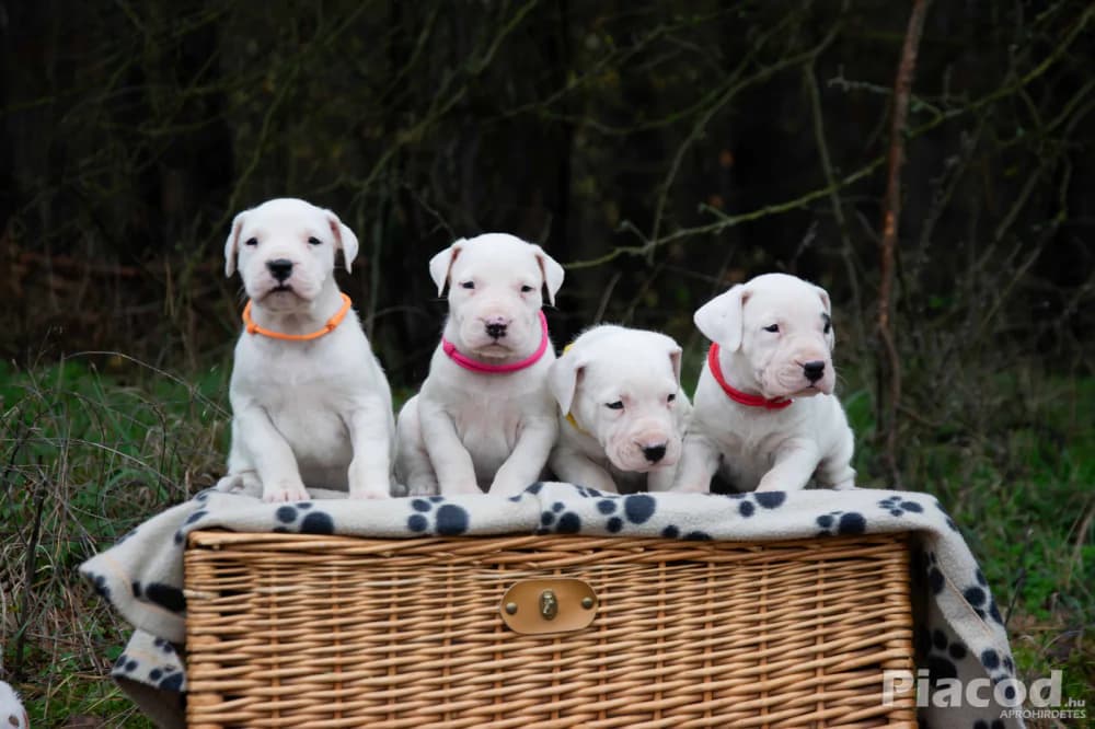 Argentin Dog kiskutyák Törzskönyvesek - Kép 2