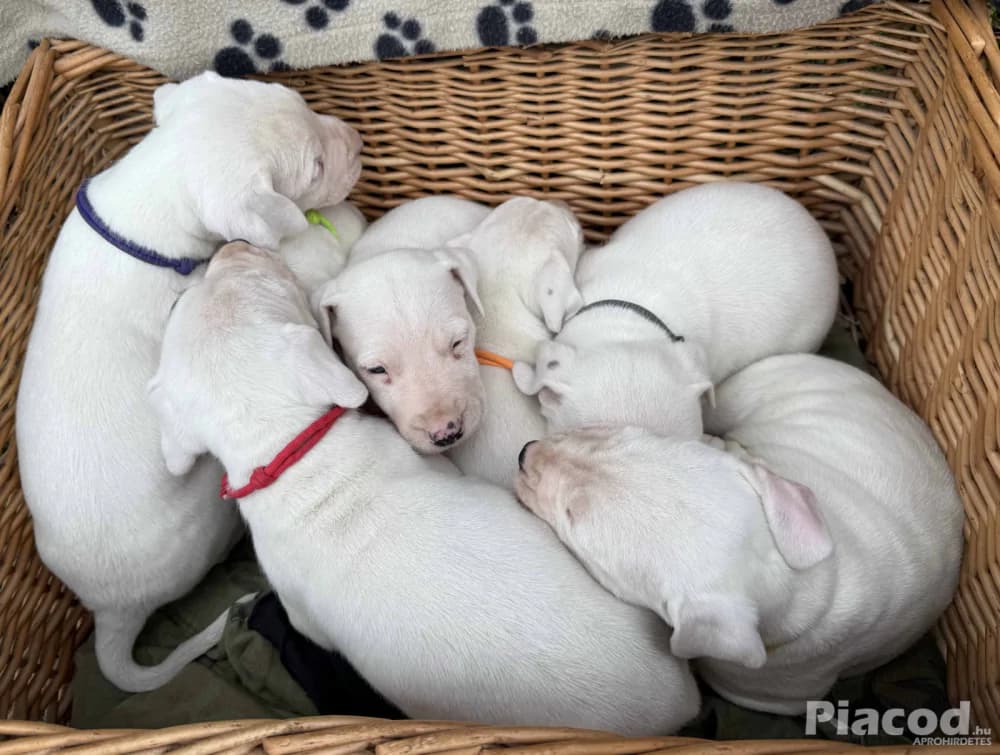 Argentin Dog kiskutyák Törzskönyvesek - Kép 4