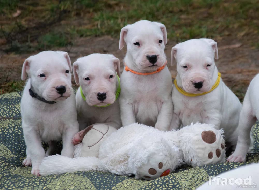 Argentin Dog kiskutyák Törzskönyvesek - Kép 3