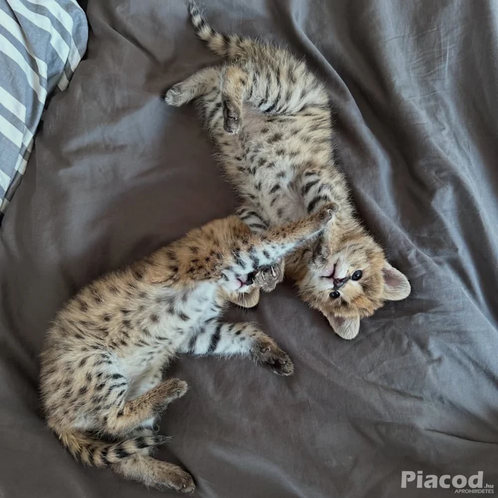 Kivételes szervál: a szavanna eleganciája otthonodban - Kép 2