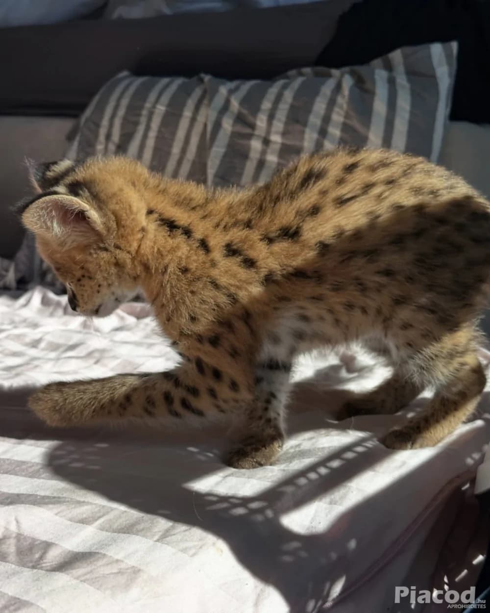 Kivételes szervál: a szavanna eleganciája otthonodban - Állat, Növény - null