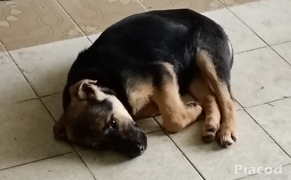 Ingyen elvihető - Állat, Növény - Inke