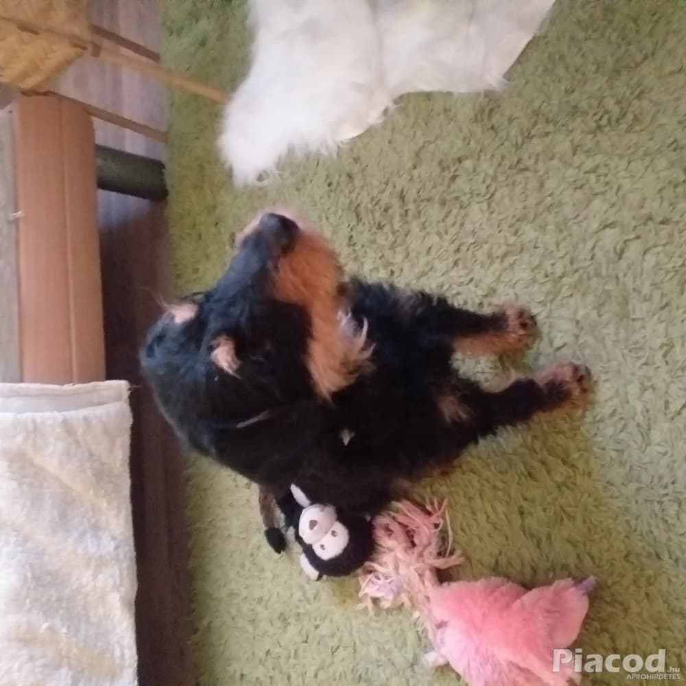 Kutya sürgősen elvihető - Állat, Növény - Jászberény