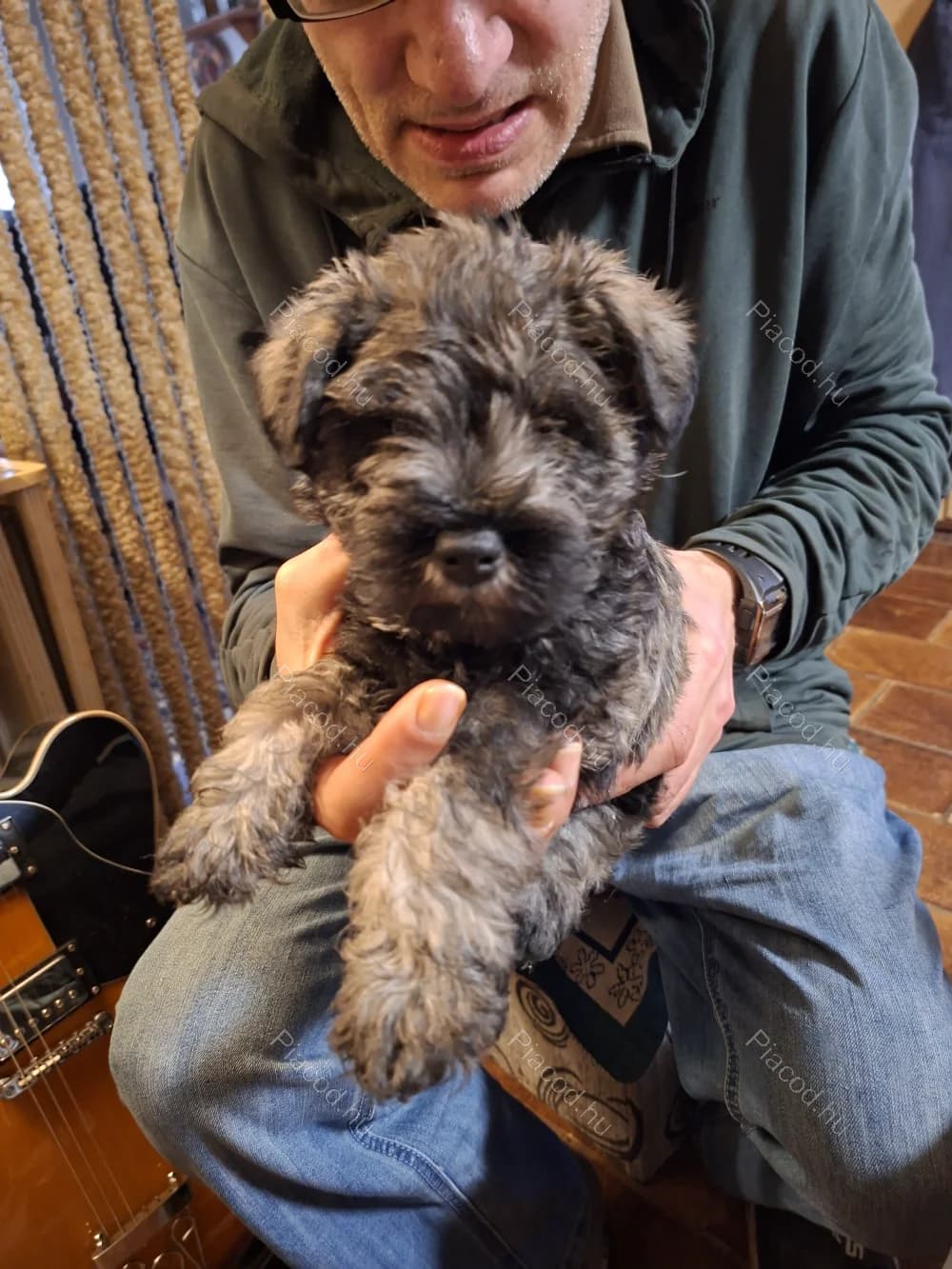 Eladó schnauzer kis kutyák fajtatiszták - Állat, Növény - Gyód