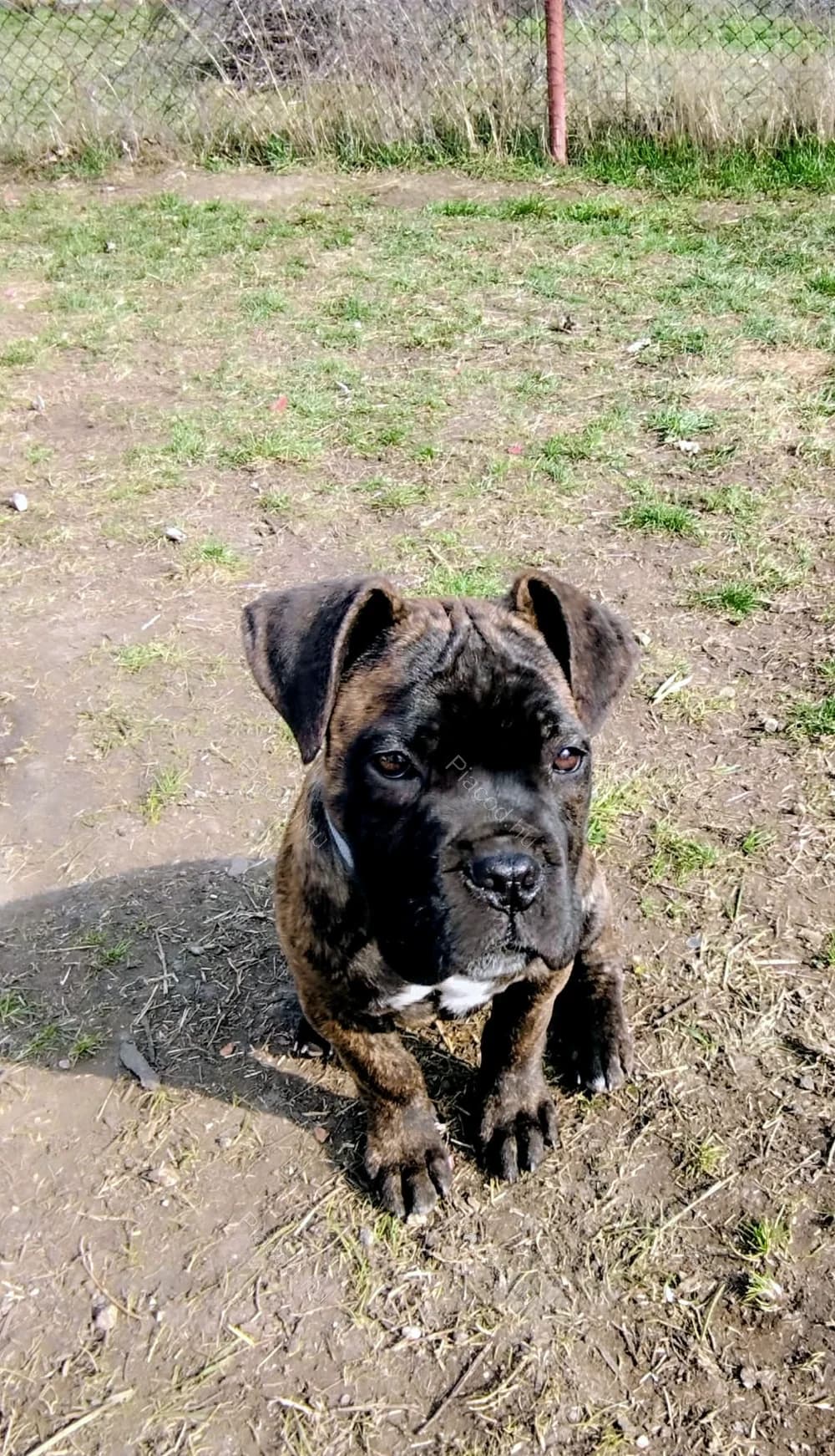 Eladó Cane-Corso szuka kölykök!!!