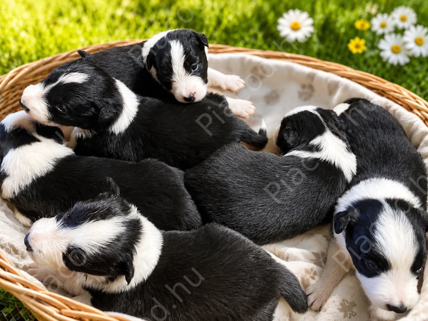 Border collie